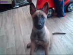 Chiot malinois - Miniature