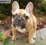 Adorable chiot bouledogue francais non l.o.f. - Miniature