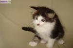 Chatons siberiens loof - Miniature