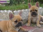 A donner 2 chiots type bouledogue français - Miniature