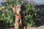 Dobermann exc origines - Miniature