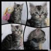 Chatons maine coon loof - Miniature