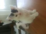 A adopter chaton - Miniature