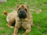 Sharpei - Miniature