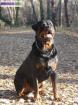 Saillie rottweiler lof - Miniature