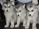 Chiots males malamutes non lof - Miniature