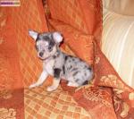 Chiot chihuahua femelle a donner - Miniature