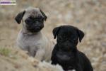 Adorables chiots type carlin car non lof. - Miniature