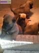 A reserver chiots malinois lof - Miniature