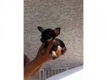 Magnifique femelle type chihuahua miniature - Miniature