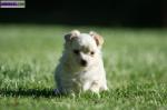 Chiot type chihuahua a donner - Miniature
