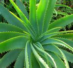 Recherche commercial produits aloe vera - Miniature