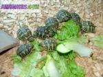 Adopter tortues hermann - Miniature