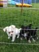 Chiot de type chihuahua femelle a reserver - Miniature